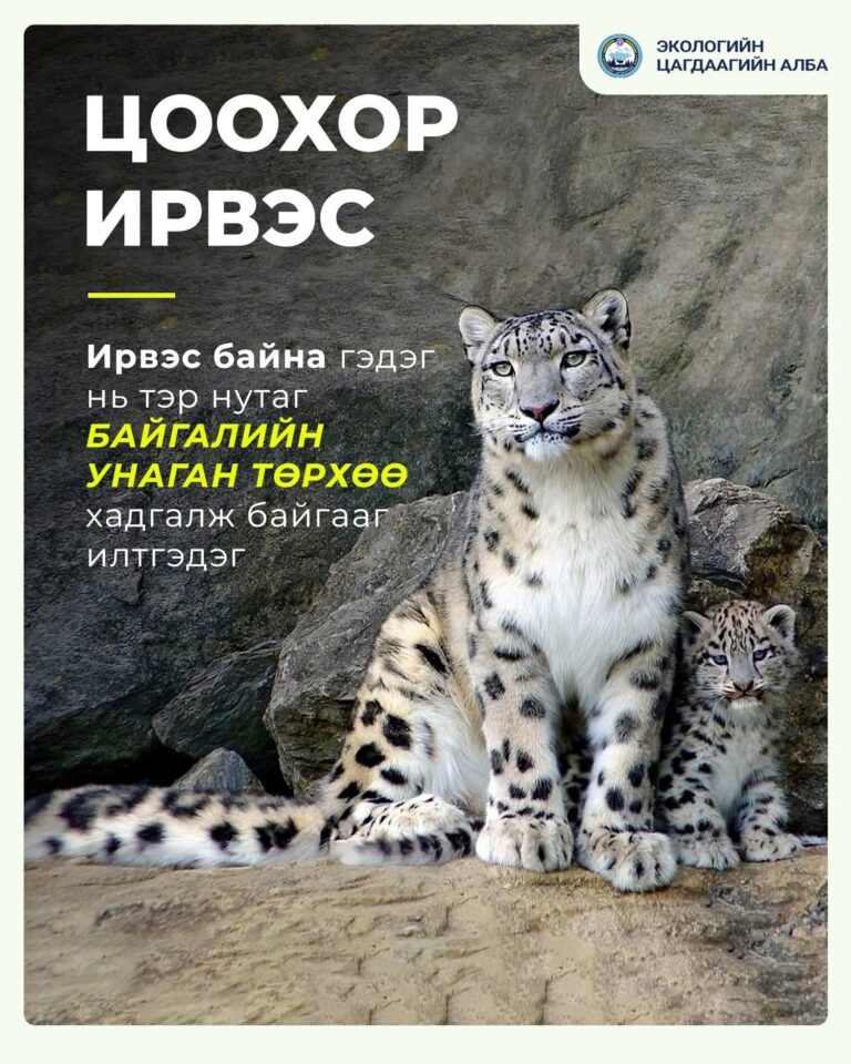 Цоохор Ирвэс байна гэдэг