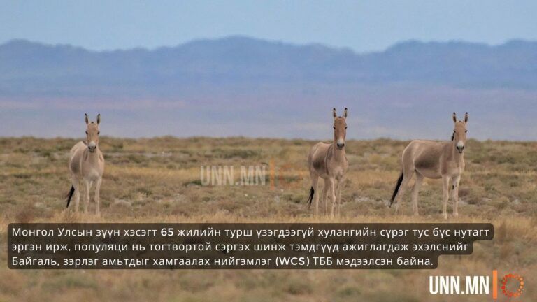 5 жилийн турш үзэгдээгүй хулангийн сүрэг тус бүс нутагт эргэн иржээ