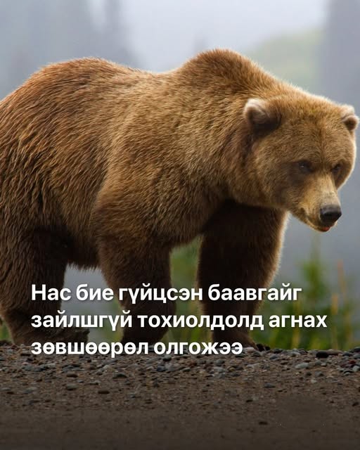 Улаанбаатар хотын ногоон бүсэд энэ онд баавгайтай холбоотой 24 удаагийн дуудлага, мэдээлэл бүртгэгджээ